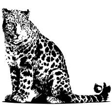 Wandtattoo Afrika Leopard - Nr.5